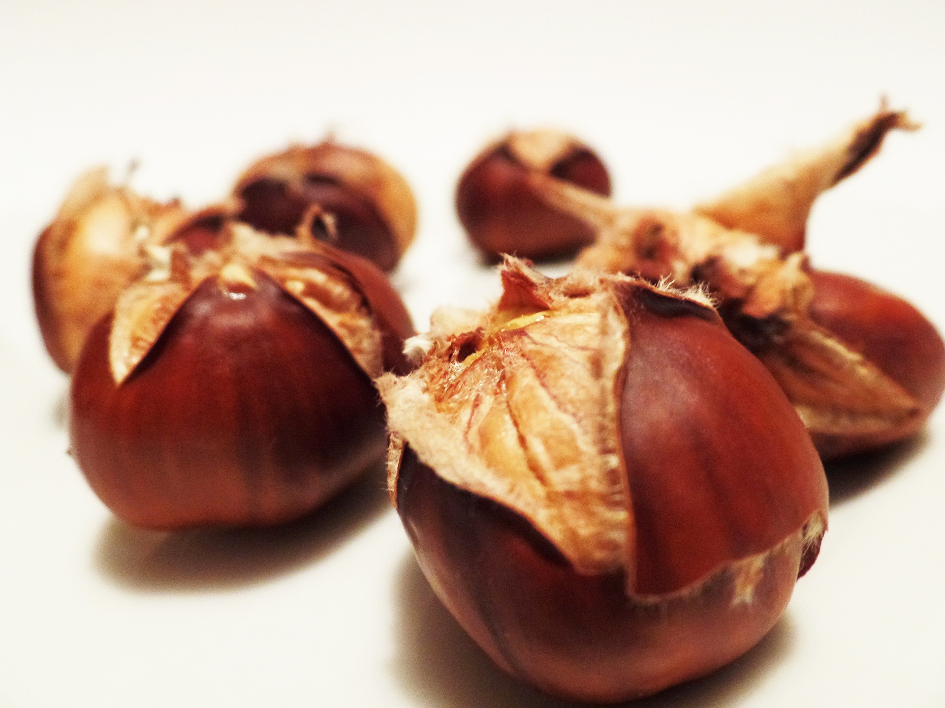 chestnut-498833_1920